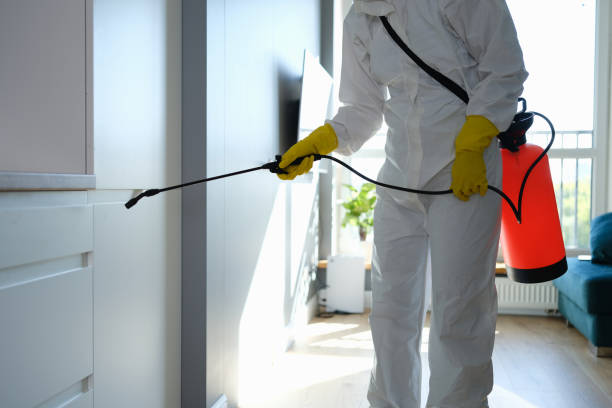 Environmental Consulting for Mold Prevention in Apollo Beach, FL